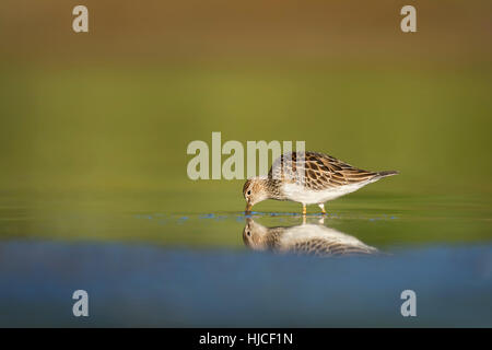 Ein Pectoral Sandpiper Sonden das seichte Wasser mit seinem Schnabel auf der Suche nach Nahrung in der frühen Morgensonne und Blick auf seinen eigenen Refl scheint Stockfoto