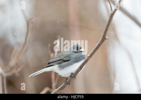 Ein dunkel-gemustertes Junco hockt auf einem Ast während einer leichten Schneefall. Stockfoto