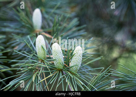 Cedrus Deodara Kegel. Himalayazeder hautnah. Stockfoto