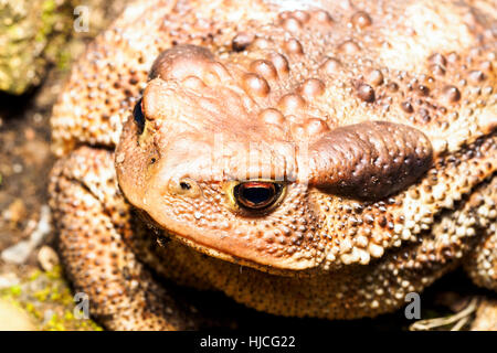 Europäischen gemeinsamen Kröte (Bufo Bufo Spinosus) - Umbrien, Italien Stockfoto