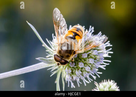 Eristalis tenax Stockfoto