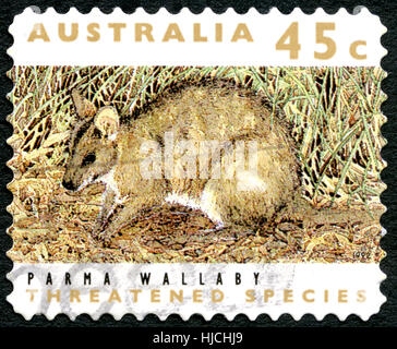 Australien - ca. 1992: Eine gebrauchte Briefmarke aus Australien, ein Bild von einem Parma Wallaby, ca. 1992. Stockfoto