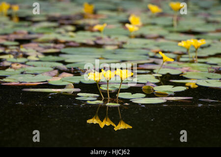 Gewöhnliche Seekanne, Europäische Seekanne, Nymphoides Peltata, Wasser Fringe, gelbe schwimmende Herz, Schwimmblattpflanze Stockfoto