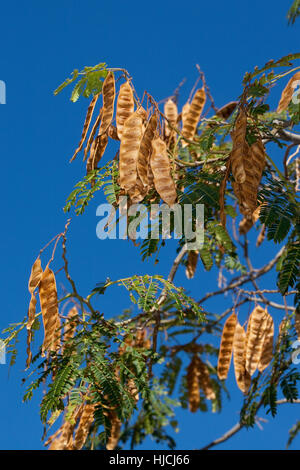 Seidenakazie, Seidenbaum, Schlafbaum, Schirmakazie, Frucht, Früchte, Hülsenfrüchte, Albizia Julibrissin, persischer Silk Baum, pink Silk Baum, rosa Siris Stockfoto