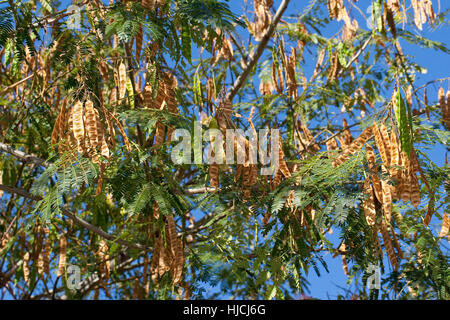 Seidenakazie, Seidenbaum, Schlafbaum, Schirmakazie, Frucht, Früchte, Hülsenfrüchte, Albizia Julibrissin, persischer Silk Baum, pink Silk Baum, rosa Siris Stockfoto