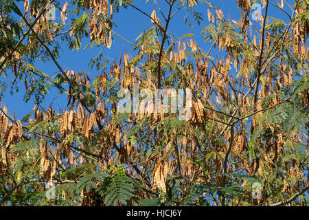 Seidenakazie, Seidenbaum, Schlafbaum, Schirmakazie, Frucht, Früchte, Hülsenfrüchte, Albizia Julibrissin, persischer Silk Baum, pink Silk Baum, rosa Siris Stockfoto