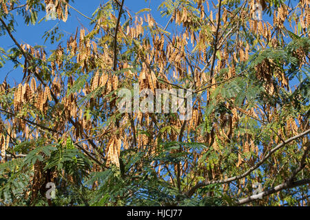 Seidenakazie, Seidenbaum, Schlafbaum, Schirmakazie, Frucht, Früchte, Hülsenfrüchte, Albizia Julibrissin, persischer Silk Baum, pink Silk Baum, rosa Siris Stockfoto