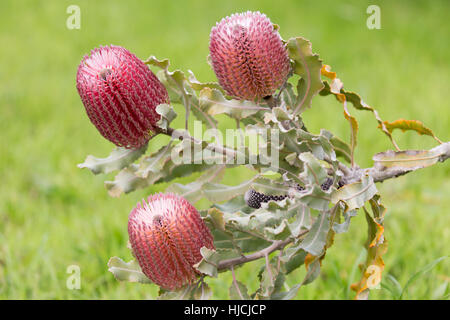 Menzies Banksia - Banksia menziesii Stockfoto