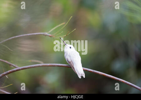 Seltene Leucistic Anna Kolibri (Calypte Anna) thront auf einem Ast. Stockfoto