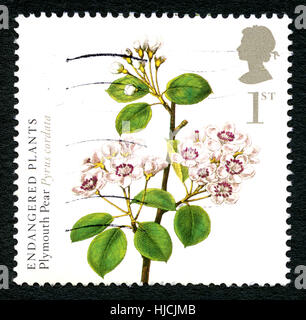 Großbritannien - CIRCA 2009: Eine gebrauchte Briefmarke aus dem Vereinigten Königreich, zeigt eine Abbildung der Pflanze Plymouth Birne (Pyrus Cordata) - zum Gedenken an mit Stockfoto