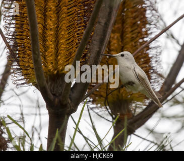 Seltene Leucistic Anna Kolibri (Calypte Anna) Fütterung auf Haarnadel Banskia (Banksia Spinulosa) Blume. Stockfoto