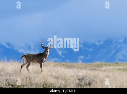 White-Tail Buck (Odocoileus Virginianus) vor Wolke bedeckt Berge, im Westen Nordamerikas Stockfoto