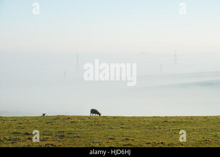 Nebligen Morgen um Hardy Monument, in der Nähe von Dorchester, Dorset, UK. 23. Januar 2017. Ein nebliger Start in den Tag in Dorset mit Schafbeweidung und Masten im Nebel. © Dan Tucker/Alamy Live-Nachrichten Stockfoto