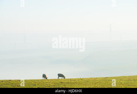Nebligen Morgen um Hardy Monument, in der Nähe von Dorchester, Dorset, UK. 23. Januar 2017. Ein nebliger Start in den Tag in Dorset mit Schafbeweidung und Masten im Nebel. © Dan Tucker/Alamy Live-Nachrichten Stockfoto