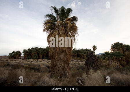 Palm Springs, Kalifornien, USA. 9. Januar 2017. Die San-Andreas-Verwerfung verläuft direkt unter der tausend Palmen-Reserve im Coachella Valley. Wasser aus den Quellen entlang der San Andreas Erdbeben Schuld Speisewasser He Palmen mitten in der Wüste. Bildnachweis: Jonathan Alcorn/ZUMA Draht/Alamy Live-Nachrichten Stockfoto