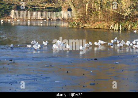 Alexandra Palace, Nord-London, UK. 24. Januar 2017. Möwen auf einem zugefrorenen See im Alexandra Palace, Nord-London, Anschluss an eine weitere Nacht Temperaturen unter dem Gefrierpunkt. Bildnachweis: Dinendra Haria/Alamy Live-Nachrichten Stockfoto