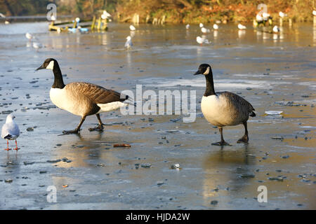 Alexandra Palace, Nord-London, UK. 24. Januar 2017. Enten Fuß auf einem zugefrorenen See im Alexandra Palace, Nord-London, Anschluss an eine weitere Nacht Temperaturen unter dem Gefrierpunkt. Bildnachweis: Dinendra Haria/Alamy Live-Nachrichten Stockfoto