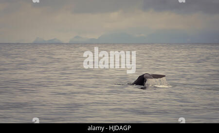 Das Ende eines Pottwals Tauchen. Stockfoto