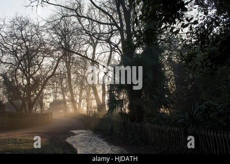London, UK. 24. Januar 2017. Die frühen Morgensonne versucht zu durchbrechen, wie Nebel in Holland Park, West London verweilt. Nebel wird voraussichtlich für die nächsten paar Tage laut Wettervorhersagen in Großbritannien weiter. Bildnachweis: Stephen Chung/Alamy Live-Nachrichten Stockfoto