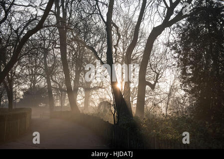 London, UK. 24. Januar 2017. Die frühen Morgensonne versucht zu durchbrechen, wie Nebel in Holland Park, West London verweilt. Nebel wird voraussichtlich für die nächsten paar Tage laut Wettervorhersagen in Großbritannien weiter. Bildnachweis: Stephen Chung/Alamy Live-Nachrichten Stockfoto