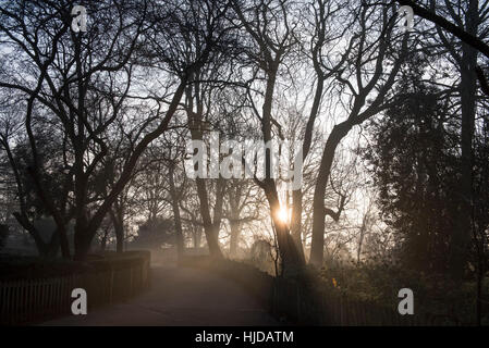 London, UK. 24. Januar 2017. Die frühen Morgensonne versucht zu durchbrechen, wie Nebel in Holland Park, West London verweilt. Nebel wird voraussichtlich für die nächsten paar Tage laut Wettervorhersagen in Großbritannien weiter. Bildnachweis: Stephen Chung/Alamy Live-Nachrichten Stockfoto