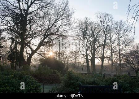 London, UK. 24. Januar 2017. Die frühen Morgensonne versucht zu durchbrechen, wie Nebel in Holland Park, West London verweilt. Nebel wird voraussichtlich für die nächsten paar Tage laut Wettervorhersagen in Großbritannien weiter. Bildnachweis: Stephen Chung/Alamy Live-Nachrichten Stockfoto