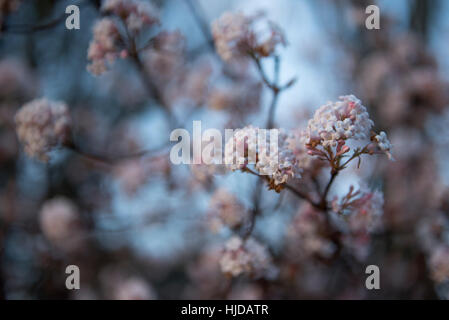 London, UK. 24. Januar 2017. Frühlingsblüten machen einen Auftritt als am frühen Morgen, die Nebel in Holland Park, West London verweilt. Nebel wird voraussichtlich für die nächsten paar Tage laut Wettervorhersagen in Großbritannien weiter. Bildnachweis: Stephen Chung/Alamy Live-Nachrichten Stockfoto