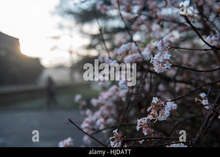 London, UK. 24. Januar 2017. Frühlingsblüten machen einen Auftritt als am frühen Morgen, die Nebel in Holland Park, West London verweilt. Nebel wird voraussichtlich für die nächsten paar Tage laut Wettervorhersagen in Großbritannien weiter. Bildnachweis: Stephen Chung/Alamy Live-Nachrichten Stockfoto