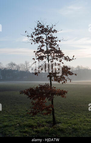 London, UK. 24. Januar 2017. Die frühen Morgensonne versucht zu durchbrechen, wie Nebel in Holland Park, West London verweilt. Nebel wird voraussichtlich für die nächsten paar Tage laut Wettervorhersagen in Großbritannien weiter. Bildnachweis: Stephen Chung/Alamy Live-Nachrichten Stockfoto