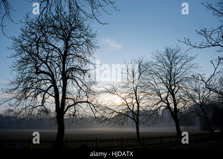 London, UK. 24. Januar 2017. Die frühen Morgensonne versucht zu durchbrechen, wie Nebel in Holland Park, West London verweilt. Nebel wird voraussichtlich für die nächsten paar Tage laut Wettervorhersagen in Großbritannien weiter. Bildnachweis: Stephen Chung/Alamy Live-Nachrichten Stockfoto