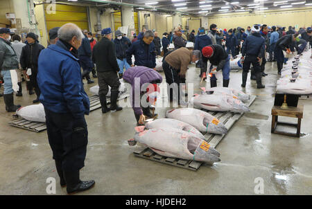 Tokio, Japan. 23. Januar 2017. Handler überprüfen Sie frisch gefangenen Fisch auf dem Fischmarkt Tsukiji in Tokio, Japan. Bildnachweis: Lars Nicolaysen/Dpa/Alamy Live News Stockfoto
