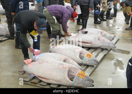 Tokio, Japan. 23. Januar 2017. Handler überprüfen Sie frisch gefangenen Fisch auf dem Fischmarkt Tsukiji in Tokio, Japan. Bildnachweis: Lars Nicolaysen/Dpa/Alamy Live News Stockfoto