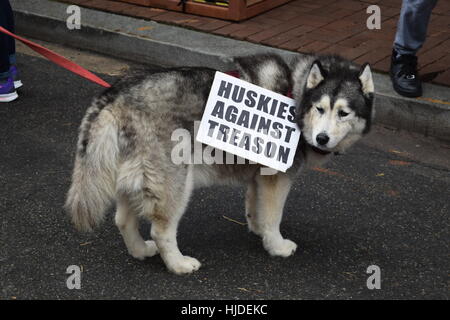 Washington, USA. 21. Januar 2017. Frauen März in Washington. Bildnachweis: Cristina Sanchez/Alamy Live-Nachrichten Stockfoto