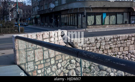 Rabe auf einer modernen Brücke über den Fluss Miljacka in Sarajevo, Bosnien und Herzegowina. Foto 29.3.2015. Stockfoto