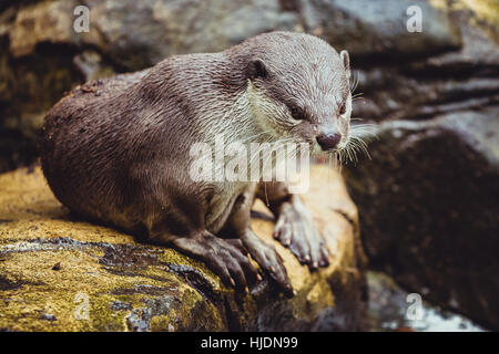 Glatt beschichtet Fischotter (Lutrogale Perspicillata) Stockfoto