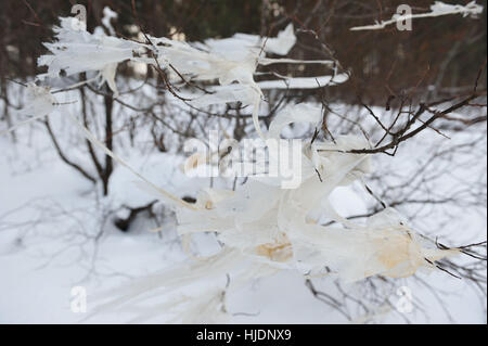 Fetzen aus Polyethylen, die noch auf den Zweigen einer Weide nach einer Überschwemmung. Stockfoto