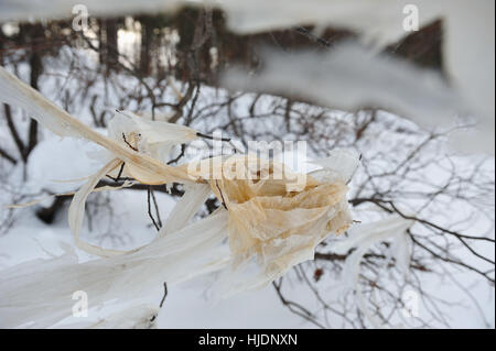 Fetzen aus Polyethylen, die noch auf den Zweigen einer Weide nach einer Überschwemmung. Stockfoto