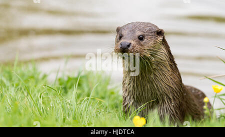 Europäische Otter Stockfoto