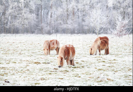 Pony im Winter auf verschneiten Weide grasen. Stockfoto