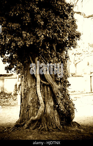 Knorrigen Baum Stockfoto
