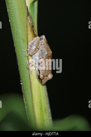 Lesser Antillean Pfeifen Frosch (Eleutherodactylus Johnstomei) Fond Doux Plantation, St. Lucia, kleine Antillen Dezember Stockfoto