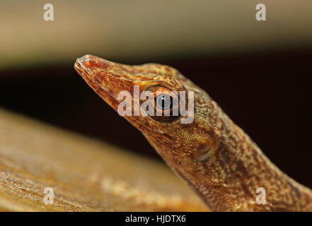 St Lucia Anole (Anolis Luceae) Nahaufnahme von Erwachsenen Kopf Fond Doux Plantage, St. Lucia, kleine Antillen Dezember Stockfoto