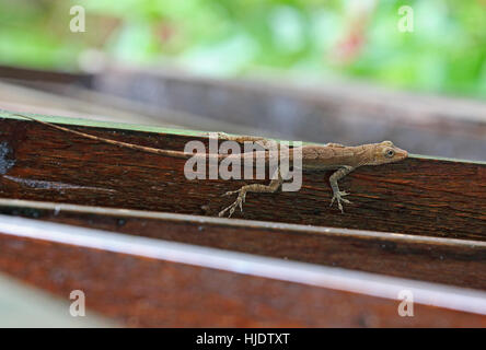 St Lucia Anole (Anolis Luceae) Erwachsene auf hölzernen Schienen, braune Form Fond Doux Plantation, St. Lucia, kleine Antillen Dezember Stockfoto