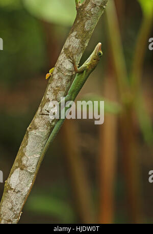 St Lucia Anole (Anolis Luceae) Erwachsene auf Zweig, grüne Form Fond Doux Plantation, St. Lucia, kleine Antillen-November Stockfoto