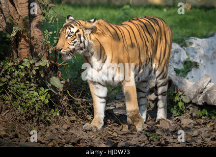 Royal Bengal Tiger an ein Gehäuse in ein Tier und Wildlife Sanctuary in Indien. Stockfoto