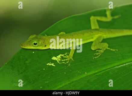 St. Luca Anole (Anolis Luceae) Erwachsene auf Blattgrün, Form Fond Doux Lantation, St. Lucia, kleine Antillen-November Stockfoto