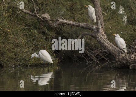 Kuhreiher, Bubulcus Ibis und Seidenreiher, Angeln vom Baum, Camargue. Stockfoto