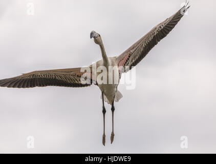 Jungen mehr Flamingo, Phoenicopterus Roseus im Flug in der Camargue, Südfrankreich. Stockfoto