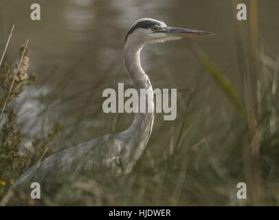 Graureiher Ardea Cinerea See ruht. Stockfoto