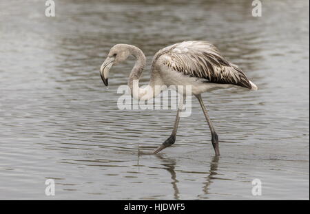 Unreife mehr Flamingo, Phoenicopterus Roseus in Lagune in der Camargue, Südfrankreich. Stockfoto